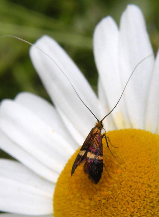 Adelidae: Adela croesella ?